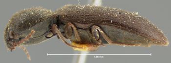 Media type: image;   Entomology 2495 Aspect: habitus lateral view